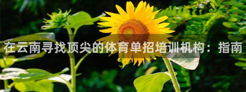 焦点娱乐app下载安装：在云南寻找顶尖的体育单招培训